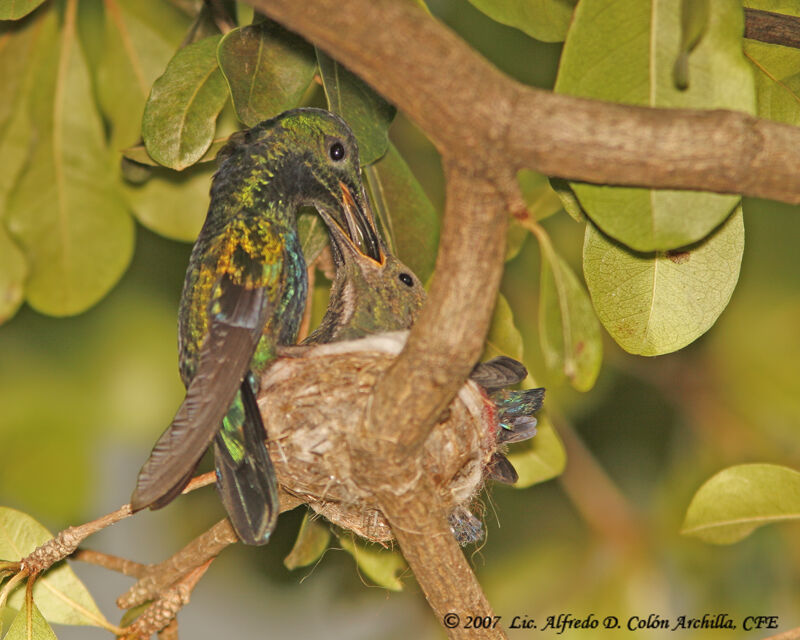 Colibri falle-vert