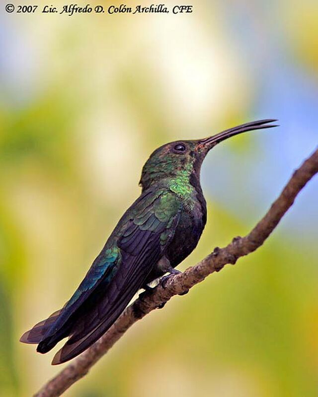 Green-throated Carib