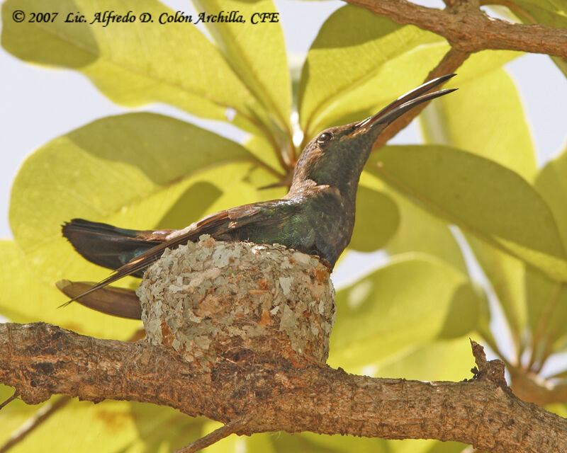 Colibri falle-vert