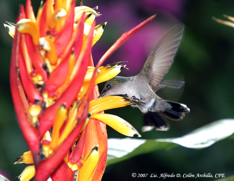 Colibri huppé