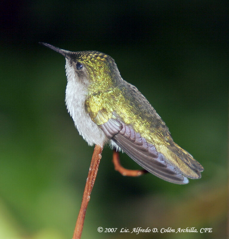 Colibri huppé femelle adulte, identification