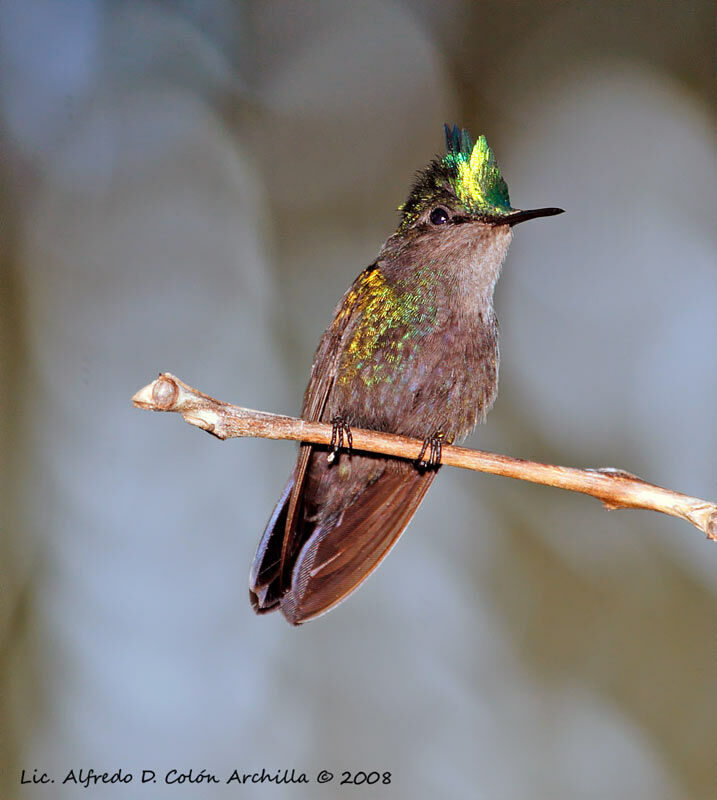 Colibri huppé