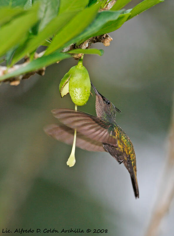 Colibri huppé