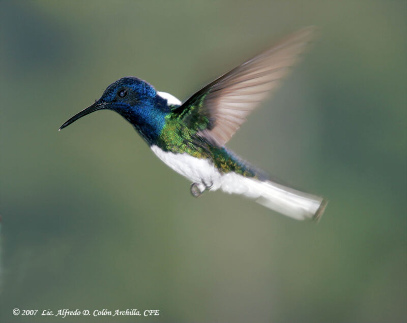 Colibri jacobin mâle