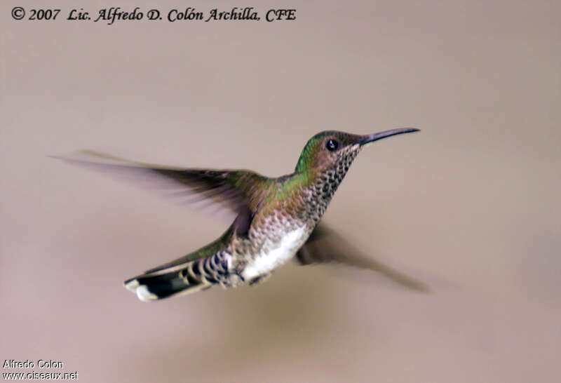 White-necked Jacobin female adult, pigmentation, Flight