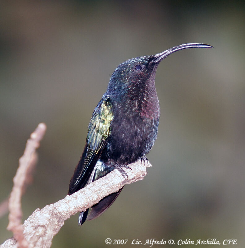 Colibri madère mâle