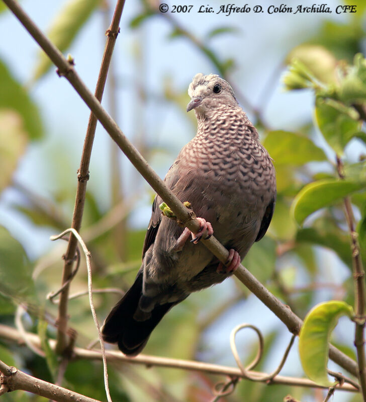 Common Ground Dove