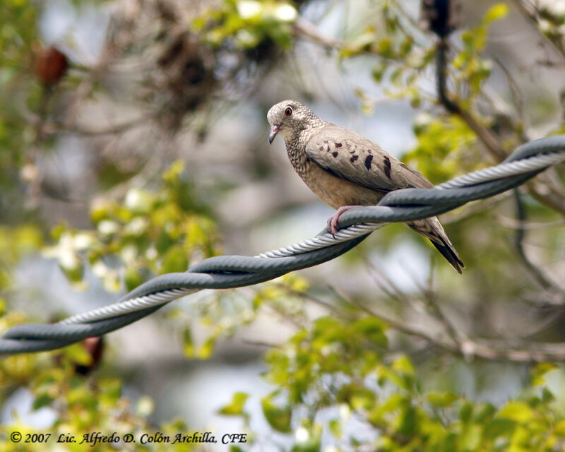 Common Ground Dove