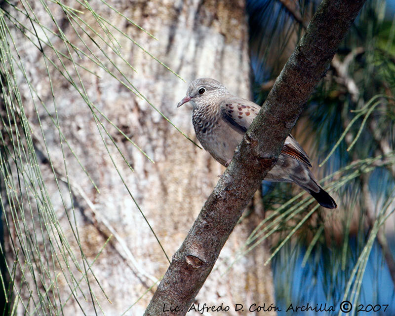 Common Ground Dove