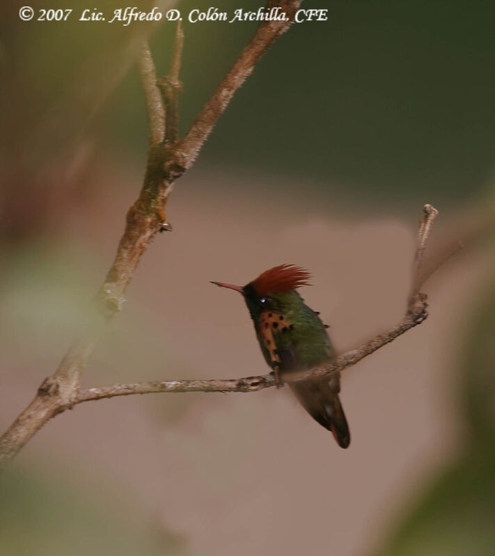 Tufted Coquette