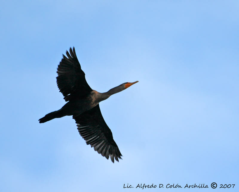 Double-crested Cormorant