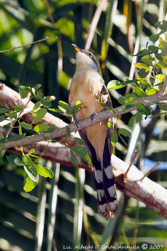 Mangrove Cuckoo