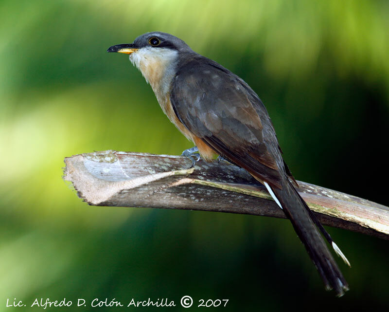 Coulicou manioc