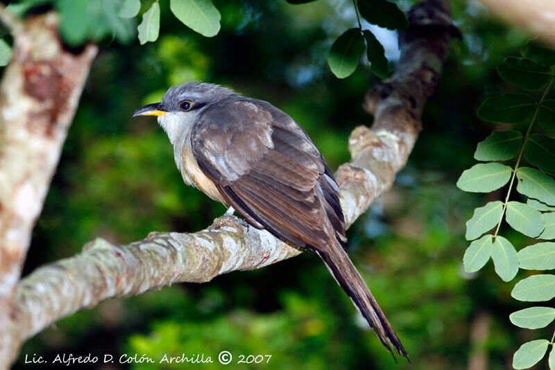 Mangrove Cuckoo