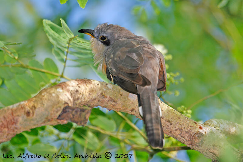 Mangrove Cuckoo