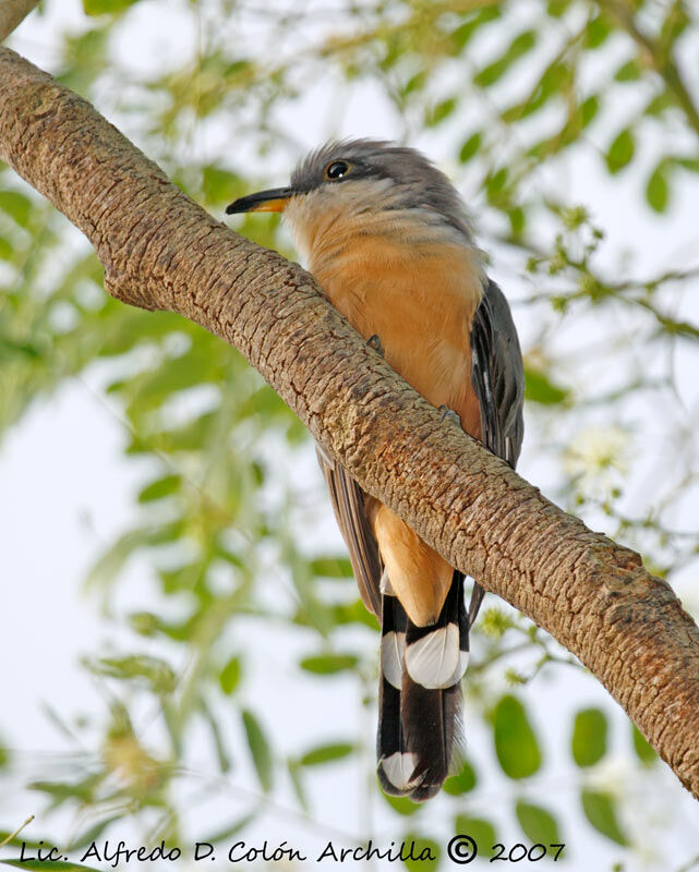 Mangrove Cuckoo