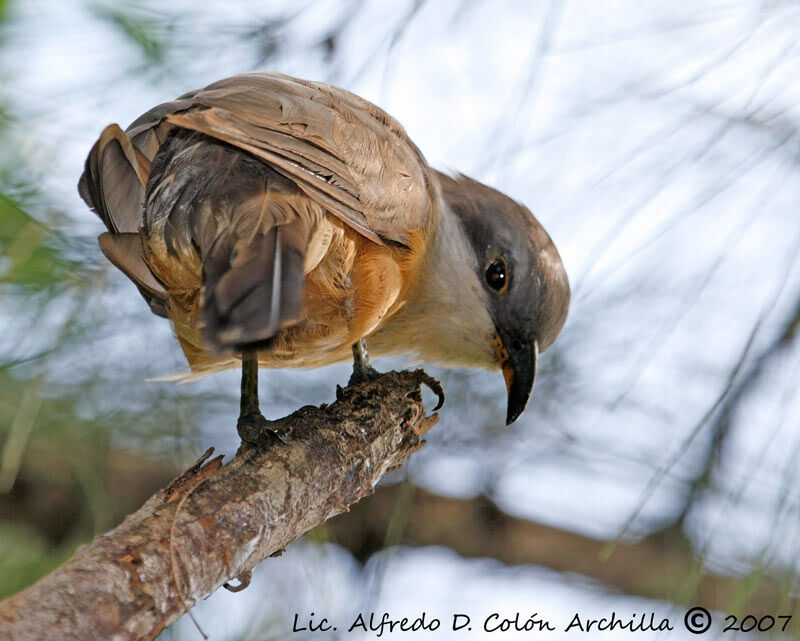 Mangrove Cuckoo