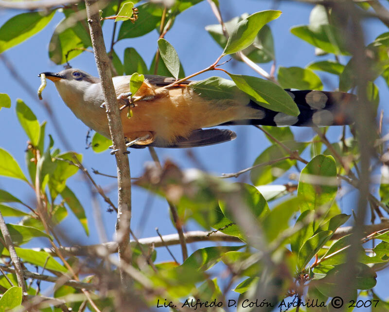 Mangrove Cuckoo