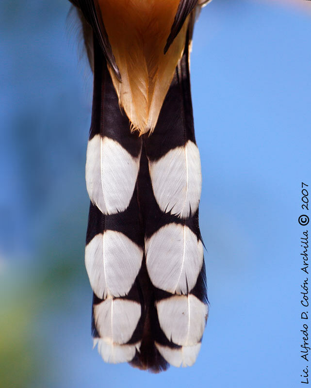 Coulicou manioc