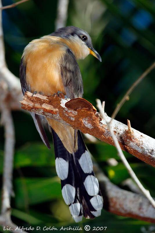 Mangrove Cuckoo