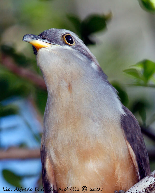 Mangrove Cuckoo