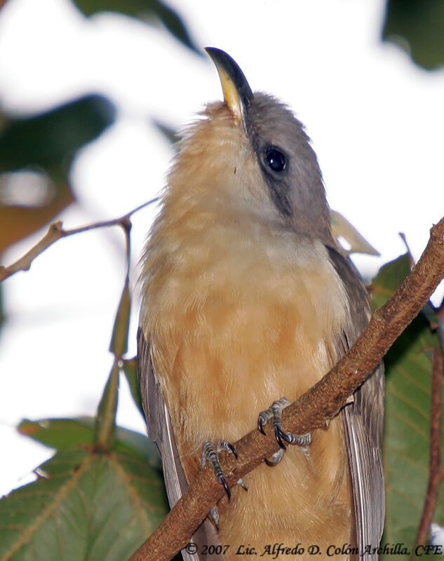 Mangrove Cuckoo