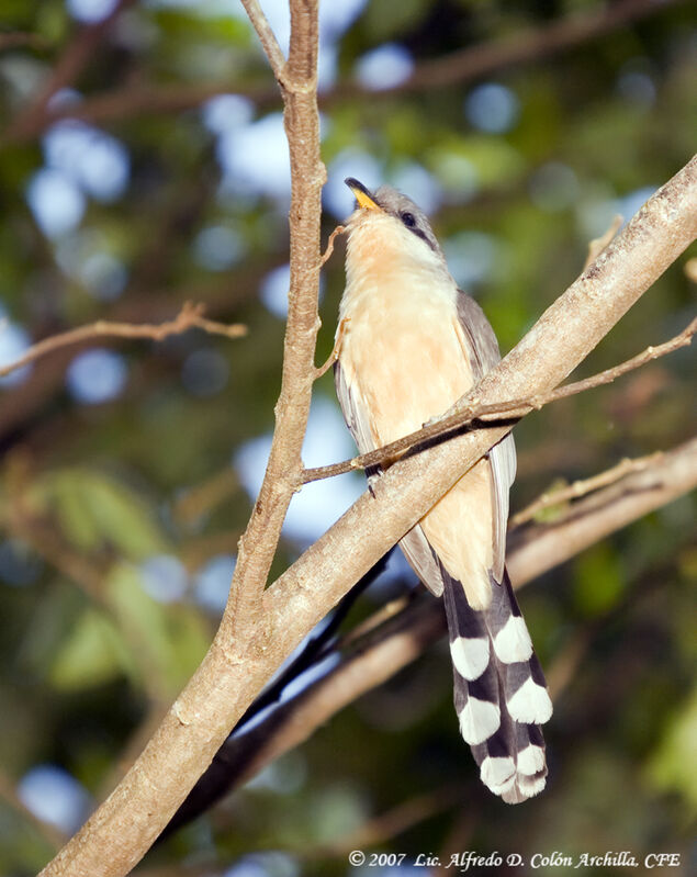 Mangrove Cuckoo