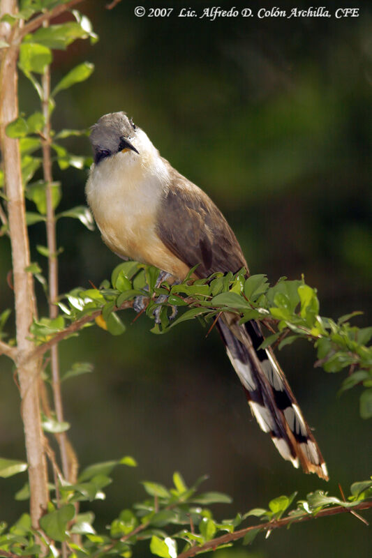 Mangrove Cuckoo