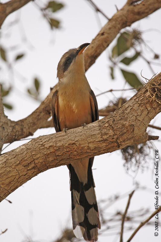 Mangrove Cuckoo