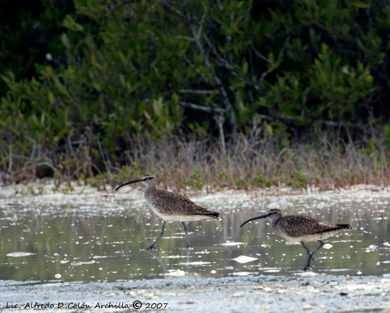 Hudsonian Whimbrel