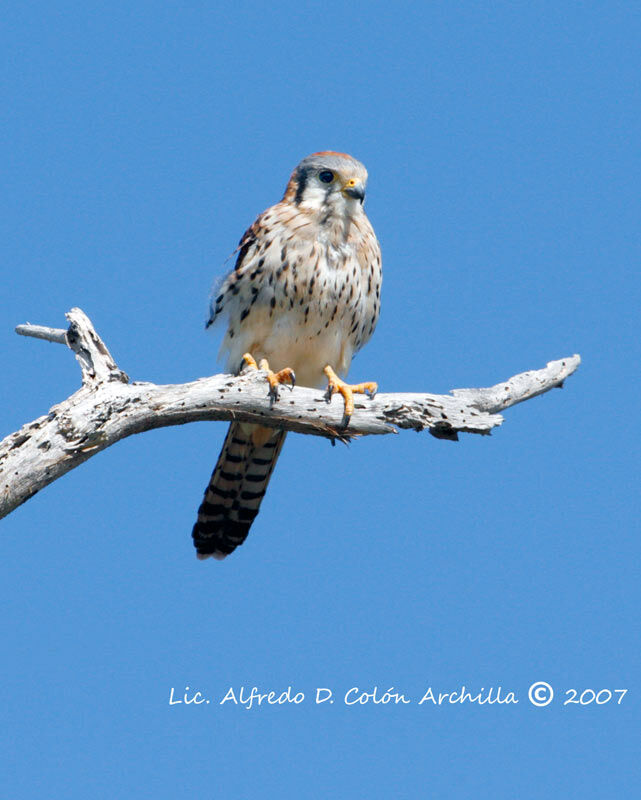 American Kestrel