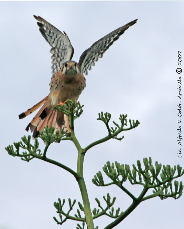 American Kestrel