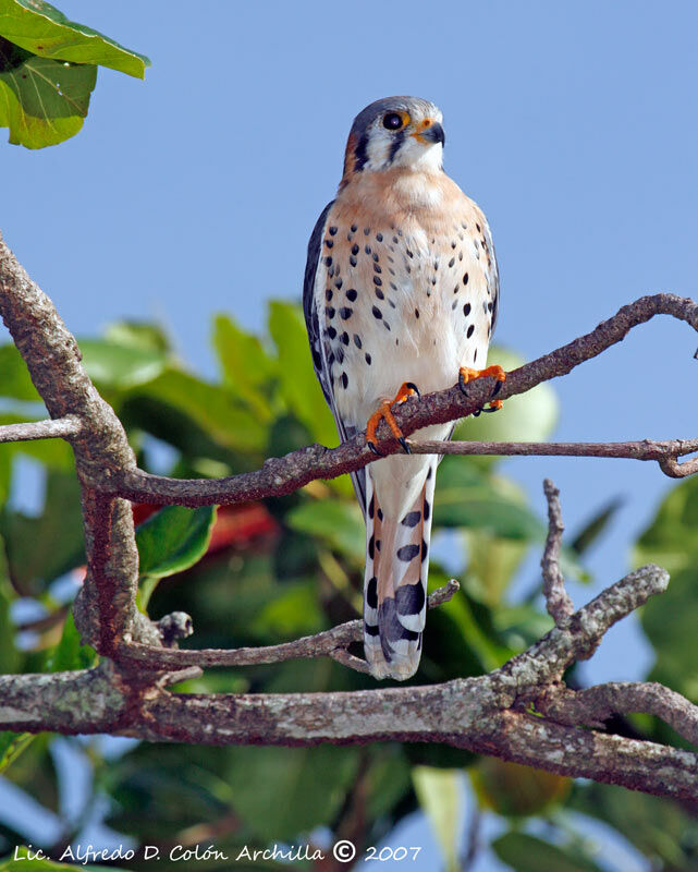 American Kestrel