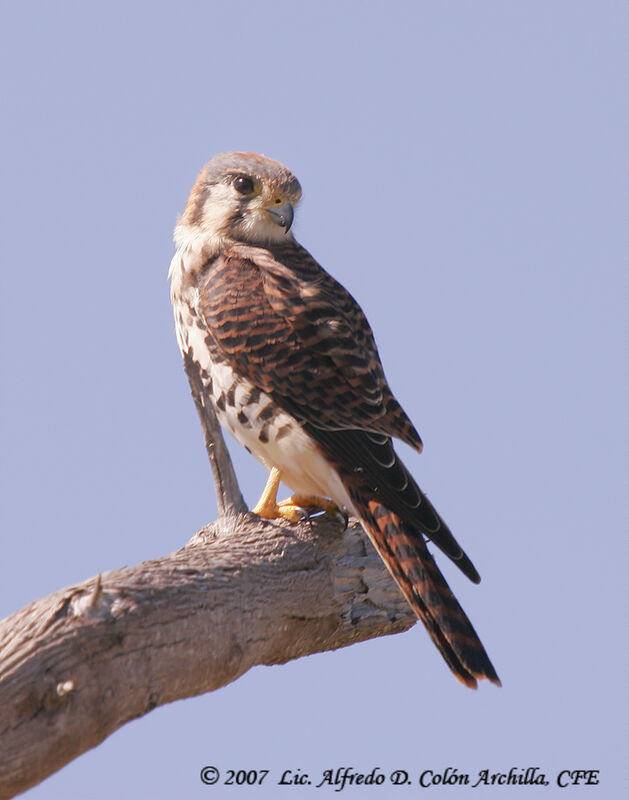 American Kestrel