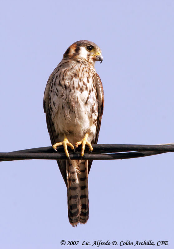 American Kestrel