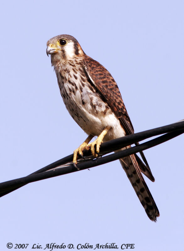 American Kestrel