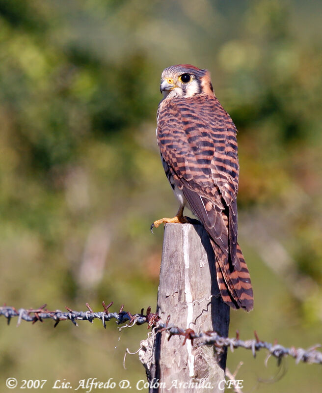 American Kestrel