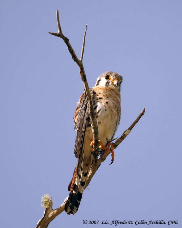 American Kestrel