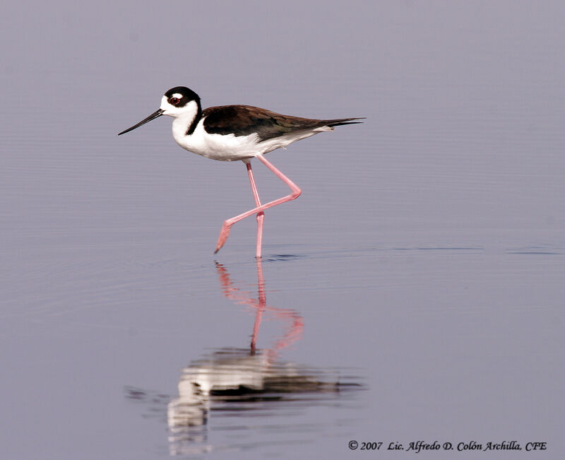 Black-necked Stilt