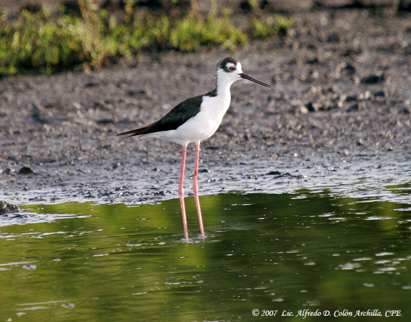 Black-necked Stilt