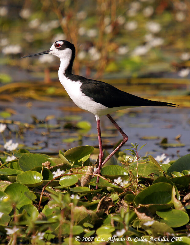 Black-necked Stilt