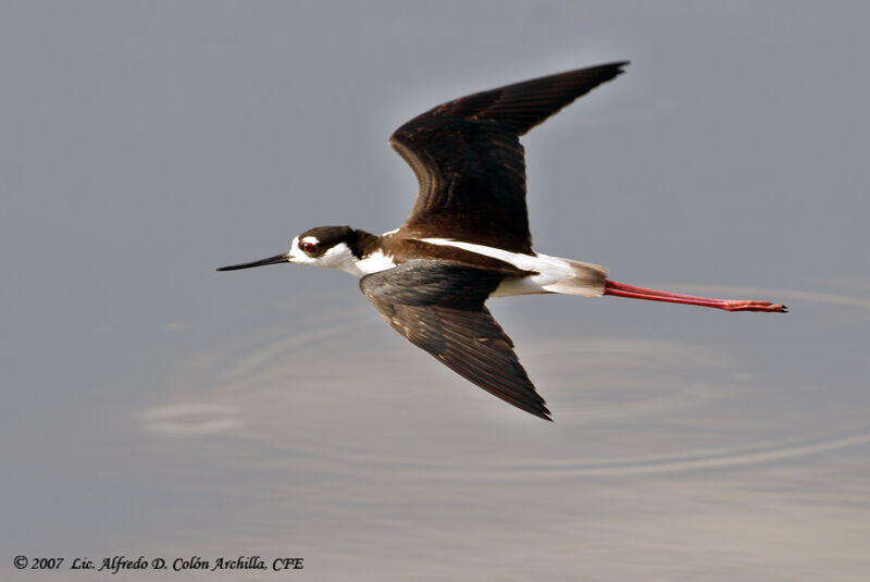 Black-necked Stilt