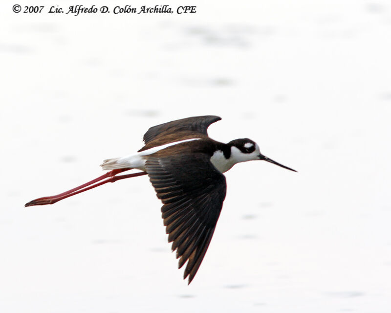 Black-necked Stilt