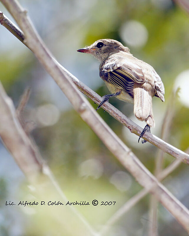 Caribbean Elaenia