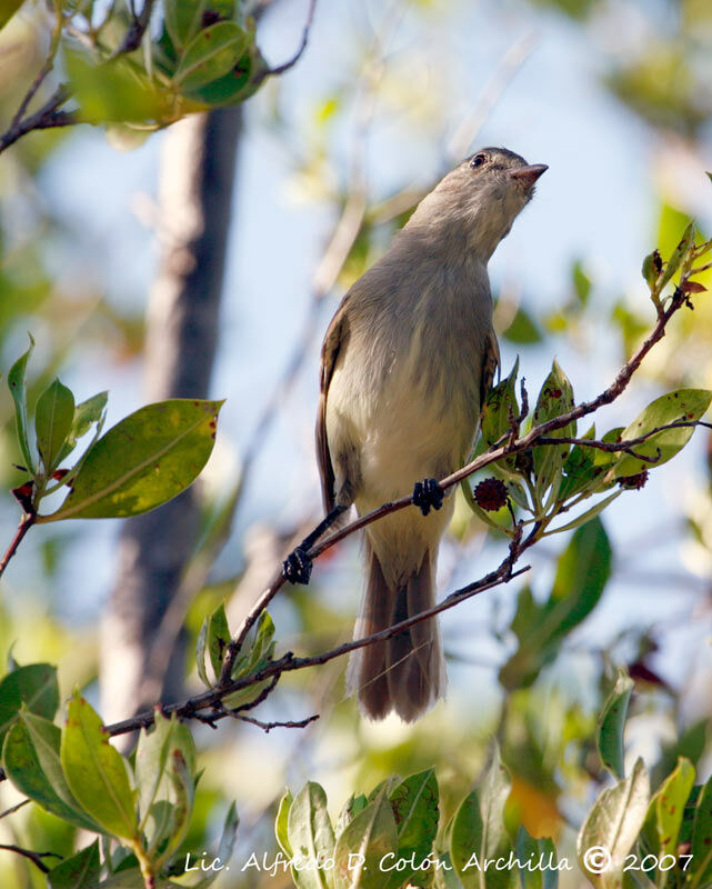 Caribbean Elaenia