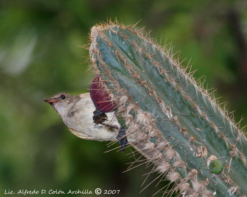 Caribbean Elaenia