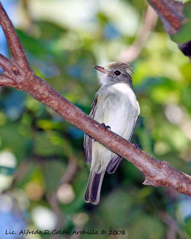 Caribbean Elaenia