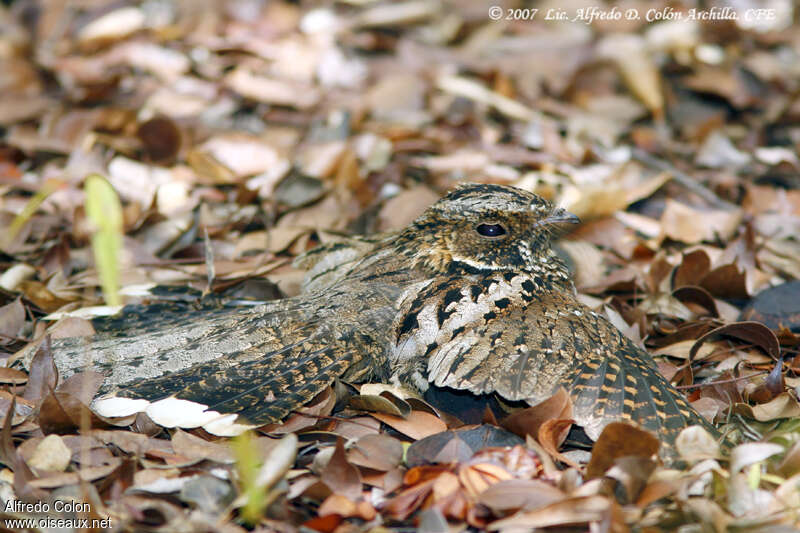 Puerto Rican Nightjaradult, camouflage