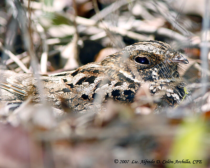 Puerto Rican Nightjar male