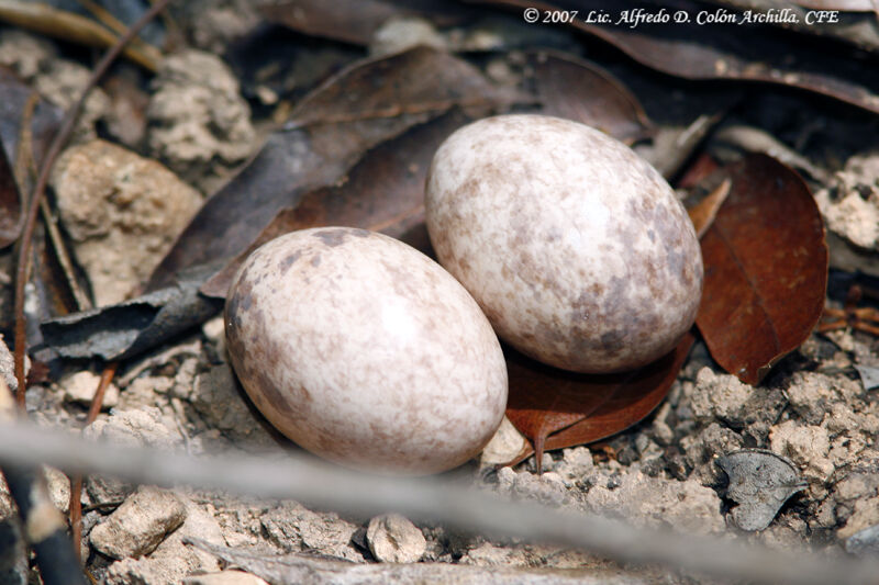 Puerto Rican Nightjar